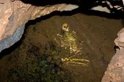 BM9T37 Exhibition Of The Skeleton Of Cheddar Man In Goughs Cave Cheddar Gorge Somerset England