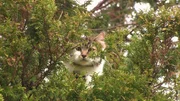 Cat on a tree.