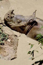 Weniger als 100 Sumatra-Nash&ouml;rner leben noch in freier Wildbahn.