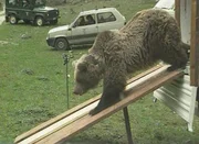 Ein Bar bei der Freilassung im Rahmen der Wiederansiedelung der Tiere im Trentino