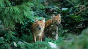 Dhole. Dhole.