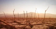 Viele Ackerpflanzen halten dem Klimawandel nicht mehr stand. Viele Ackerpflanzen halten dem Klimawandel nicht mehr stand.