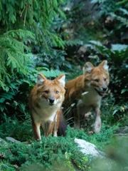 Dhole.