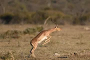 Impala Jumping; Impala Jumping;
