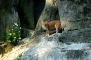 Asian wild dog - Dhole.