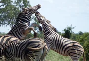 Zebras fighting in Kruger National Park, South Africa; Zebras fighting in Kruger National Park, South Africa;