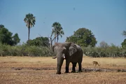 Elephant and a springbok in the floodplain of the Okavango Delta