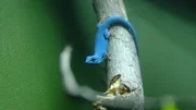 Turquoise dwarf gecko.