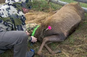 Marcus Mei&szlig;ner vom Institut f&uuml;r Wildbiologie G&ouml;ttingen und Dresden e.V. legt einem bet&auml;ubten Hirsch ein Sendehalsband um.