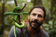 Hazen untersucht eine Schlange, die er im Dschungel gefunden hat: eine Vogel's Pit Viper.