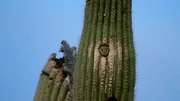 Der Elfenkauz hat sich in einem Saguaro eine Bruth&ouml;hle gebaut.