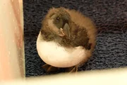 Atlantic puffin chick.