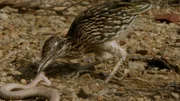 Der Wegekuckuck, auch in Deutschland eher unter seinem amerikanischen Namen Roadrunner bekannt, jagt und erlegt sogar Giftschlangen.