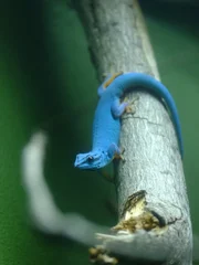 Turquoise dwarf gecko.
