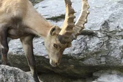 Das Geh&ouml;rn eines Steinbocks w&auml;chst ein Leben lang.
