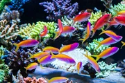 Schooling of anthais such as carberryi anthias, resplendent anthias, evansi anthias in Short stony polyp reef tank; Schooling of anthais such as carberryi anthias, resplendent anthias, evansi anthias in Short stony polyp reef tank;