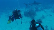pur+ - Eric taucht mit Haien 2