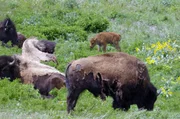 Frisch angesiedelte Bisons in der Pr&auml;rie des Waterton-Lakes-Nationalparks