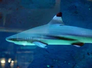 Mehrere wertvolle Fische sind aus unerkl&auml;rlichen Gr&uuml;nden gestorben, darunter auch Schwarzspitzenhaie, die Attraktion des Zoo-Aquariums.