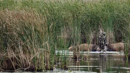 Rothirsch (Cervus elaphus), k&auml;mpfende M&auml;nnchen. Ineinander verkeilt: Zwei kapitale Hirsche k&auml;mpfen um das Vorrecht bei der Paarung.
