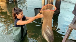 Serena Loddo beim fischen der Roggen, aus denen die sardische Spezialit&auml;t Bottarga hergestellt wird.