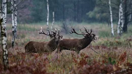 Rothirsch (Cervus elaphus), zwei r&ouml;hrende M&auml;nnchen. Anstrengend: Im Herbst verausgaben sich die kapitalen Rothirsche sechs Wochen lang bis zur Ersch&ouml;pfung.