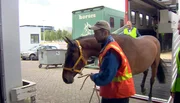 Beim Verladen der Pferde auf dem Amsterdamer Flughafen: Fahrer Stuart Brown (vorn) und Guido Klatte (hinten).