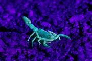 Ein Skorpion in einer W&uuml;ste, nachts mit Schwarzlicht fotografiert, Namibia