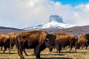 Bisonherde, im Hintergrund Castle Mountain
