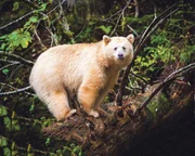 Great Bear Rainforest, British Columbia, Canada.
