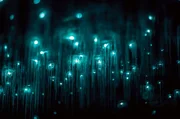 Leuchtende Mücken in den Waitomo Caves: Mit ihrem Licht locken sie andere Insekten an, die sich in ihren Fäden verfangen. Leuchtende Mücken in den Waitomo Caves: Mit ihrem Licht locken sie andere Insekten an, die sich in ihren Fäden verfangen.