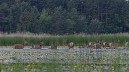 Rothirsch (Cervus elaphus), Weibchen-Rudel mit K&auml;lbern in einem Teich. Mitteleurop&auml;ische Hirsche im Wasser zu erleben ist etwas Besonderes. In Zentralasien, der vermutlichen Urheimat des Rothirsches aber, leben viele seiner Verwandten in Schilfgebieten und Flussauen.
