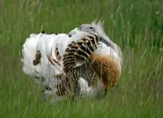 Gro&szlig;trappe in der Ungarischen Puszta.