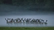 Rothirsch, M&auml;nnchen-Rudel mit Bastgeweihen. Gesellige Hirsche: Nach der Brunft schlie&szlig;en sich eben noch hitzige Konkurrenten zu sogenannten Junggesellen-Rudeln zusammen.
