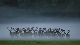 Rothirsch (Cervus elaphus), M&auml;nnchen-Rudel mit Bastgeweihen.  Gesellige Hirsche: Nach der Brunft schlie&szlig;en sich eben noch hitzige Konkurrenten zu sogenannten Junggesellen-Rudeln zusammen.