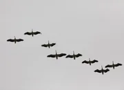 Pelikane im Donaudelta/ Rum&auml;nien.