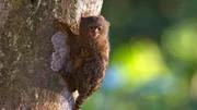 Zwergseiden&auml;ffchen geh&ouml;ren zu den kleinsten Affen der Erde. Sie leben gesellig und ern&auml;hren sich &uuml;berwiegend von Baums&auml;ften.