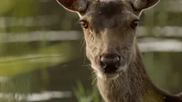 Rothirsch (Cervus elaphus), Portrait eines Weibchens.  Immer aufmerksam: Ein Rothirsch-Weibchen