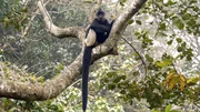 Delacour Langur auch Pandalangur genannt.