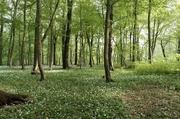 Der Wald ist Ort der Erholung, Sehnsucht und Identifikation. In Niedersachsen wie auch anderswo machen sich Natursch&uuml;tzer f&uuml;r den Erhalt dieses &Ouml;kosystems stark.