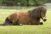 Polly Ponny macht es sich auf der Wiese bequem. Doch lange h&auml;lt die Ruhe nicht an. Die Fliegen kitzeln sie zu sehr.