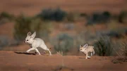 Der Fennek ist der kleinste Fuchs der Welt. Die W&uuml;stenf&uuml;chse werden nur etwa so gro&szlig; wie Hauskatzen.