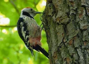 Specht: (Copyright SRF)