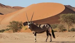 Oryxantilopen k&ouml;nnen lange Zeit ohne Wasser &uuml;berleben.