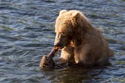 A bear eating a fish