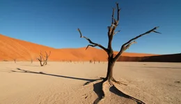 Die Namib-W&uuml;ste ist trocken, nur wenige Pflanzen k&ouml;nnen hier &uuml;berleben.