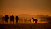 Pferdegruppe im Sonnenuntergang.