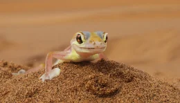 Auf den gro&szlig;en Augen des Namib-Geckos kondensiert Wasser, das er dann ablecken kann.