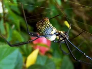 Golden Orb-Weaver