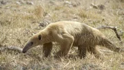 Tamandua Ameisenb&auml;r (Myrmecophagidae).